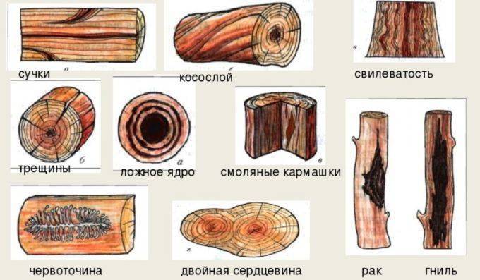 Виды пороков древесины и их влияние на качество пиломатериалов