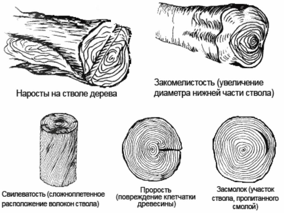Пороки древесины: виды и характеристика. их влияние на качество готовой пилопродукции