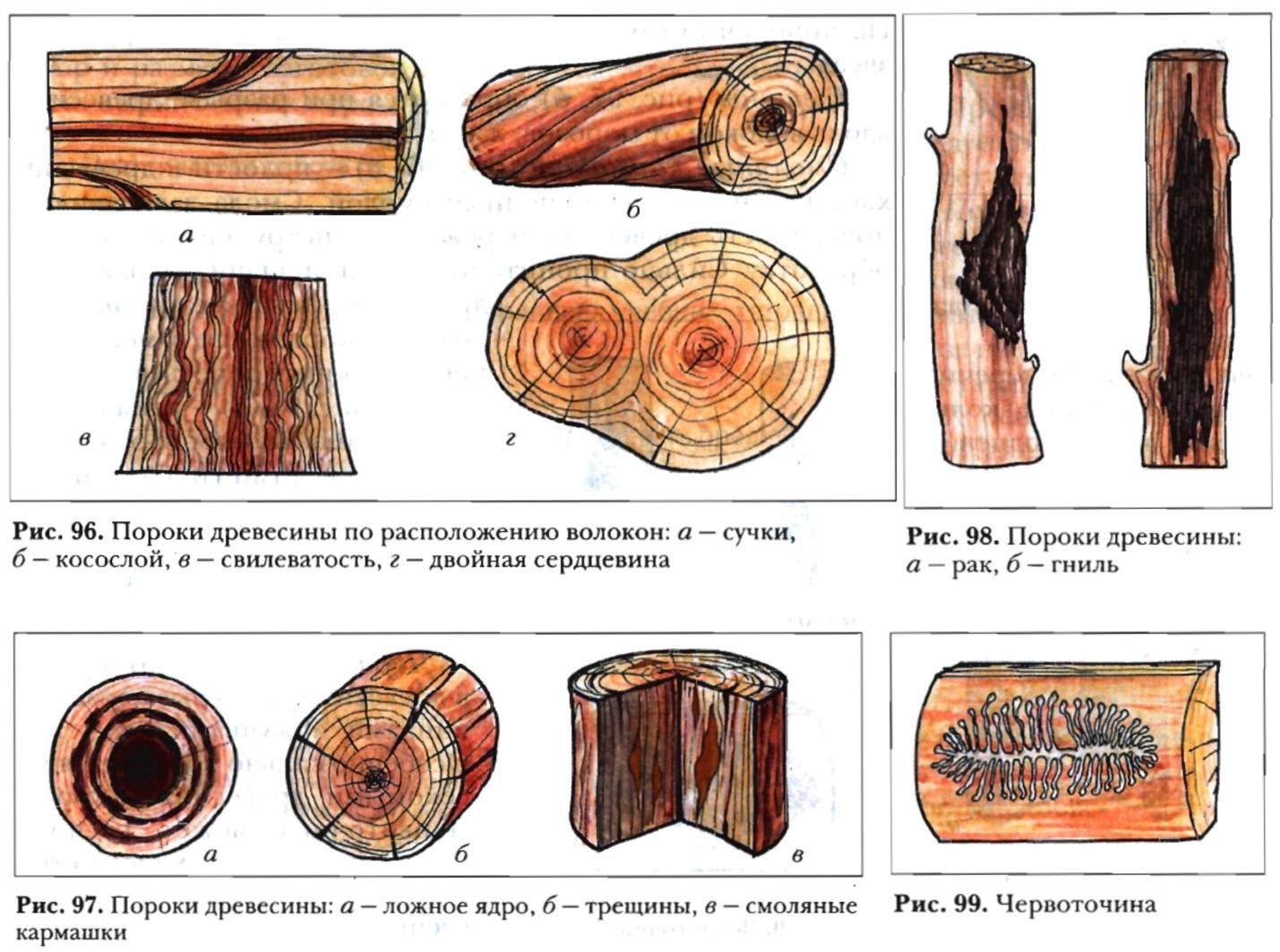 Описание дефектов, вредителей и пороков древесины, включая гниение и свилеватость